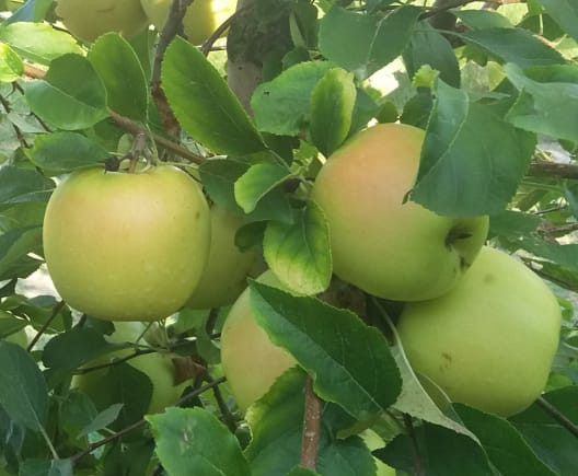 “Adotta un albero”: dopo ciliegie e albicocche ecco le mele